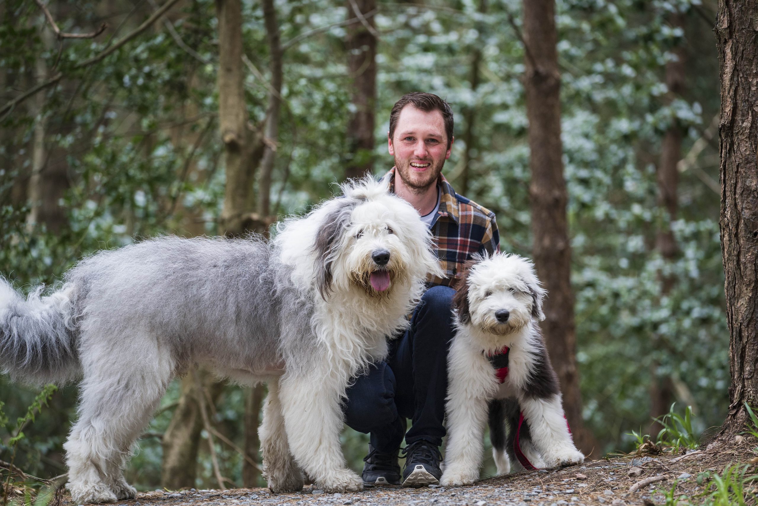 Man kneels in forest next to two old english sheepdogs