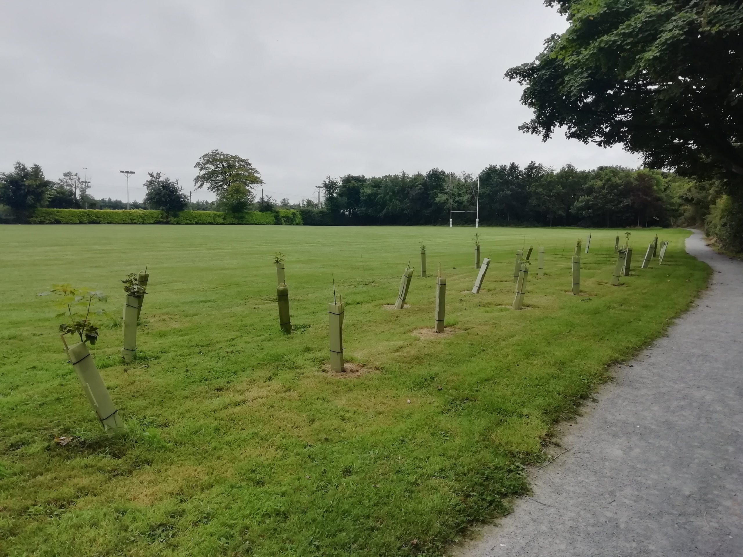 New trees planted at Ballynahinch Rugby Trail