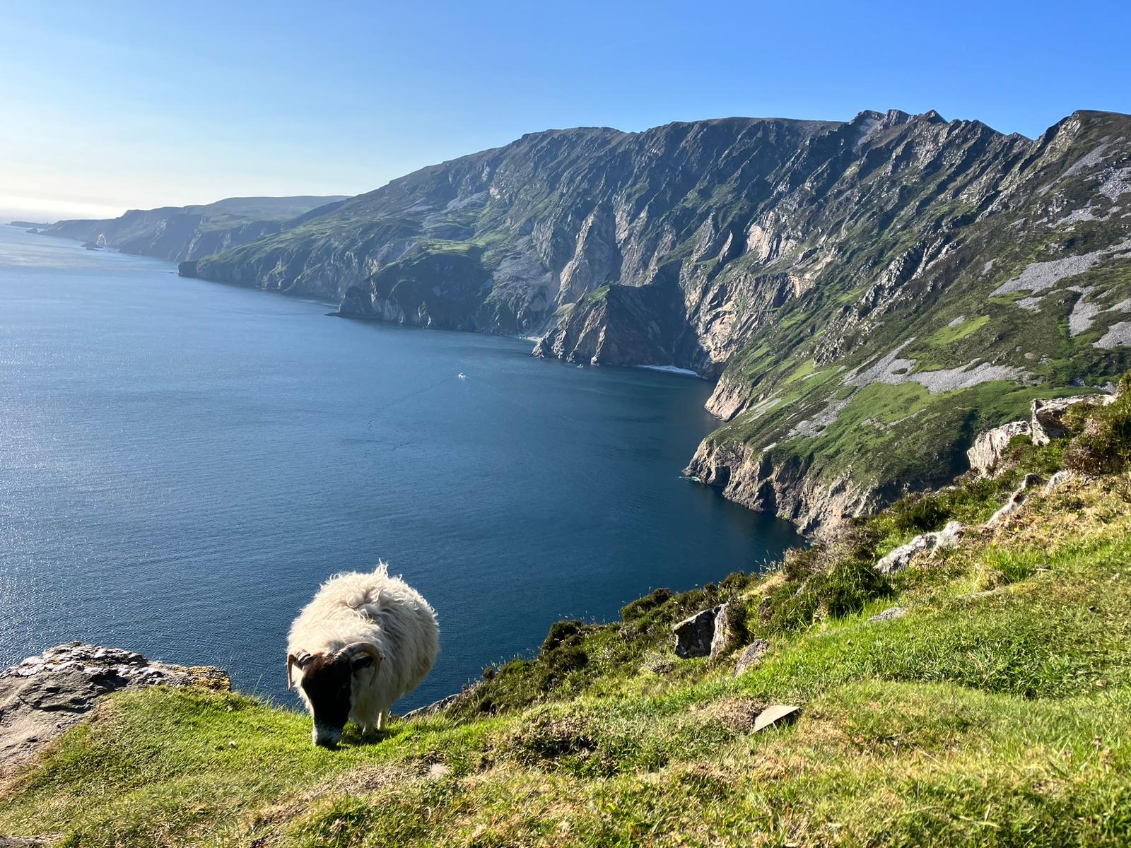 Sheep on grassy hill next to sea and mountain view in Donegal